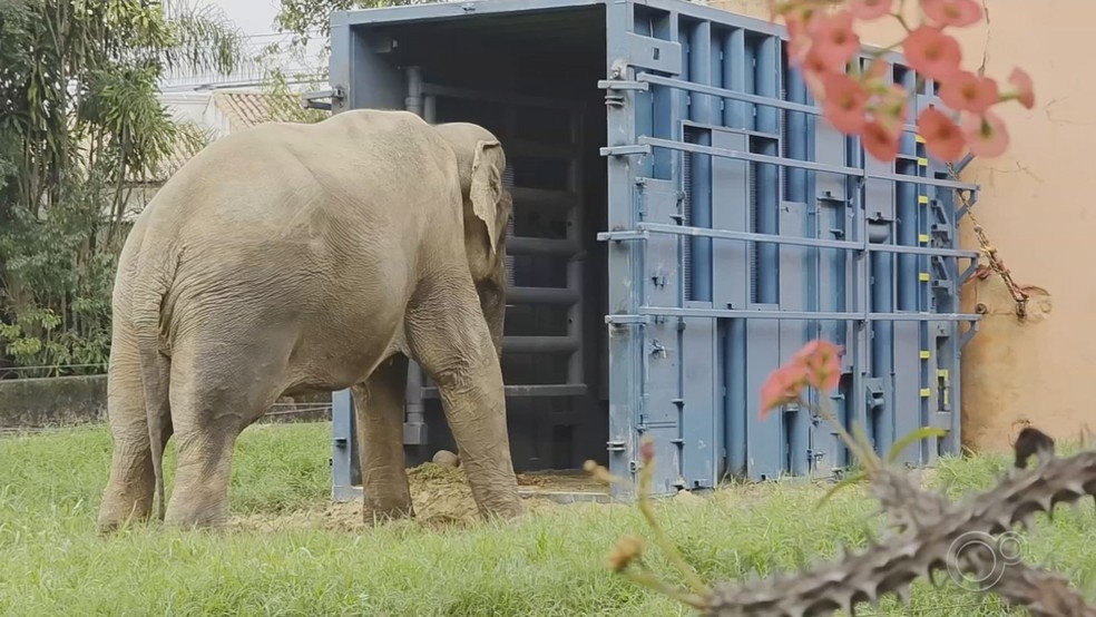 Elefante Sandro entra em caixa de transporte no zoo de Sorocaba e inicia adaptação para viagem ao Santuário de MT — Foto: Reprodução/TV TEM