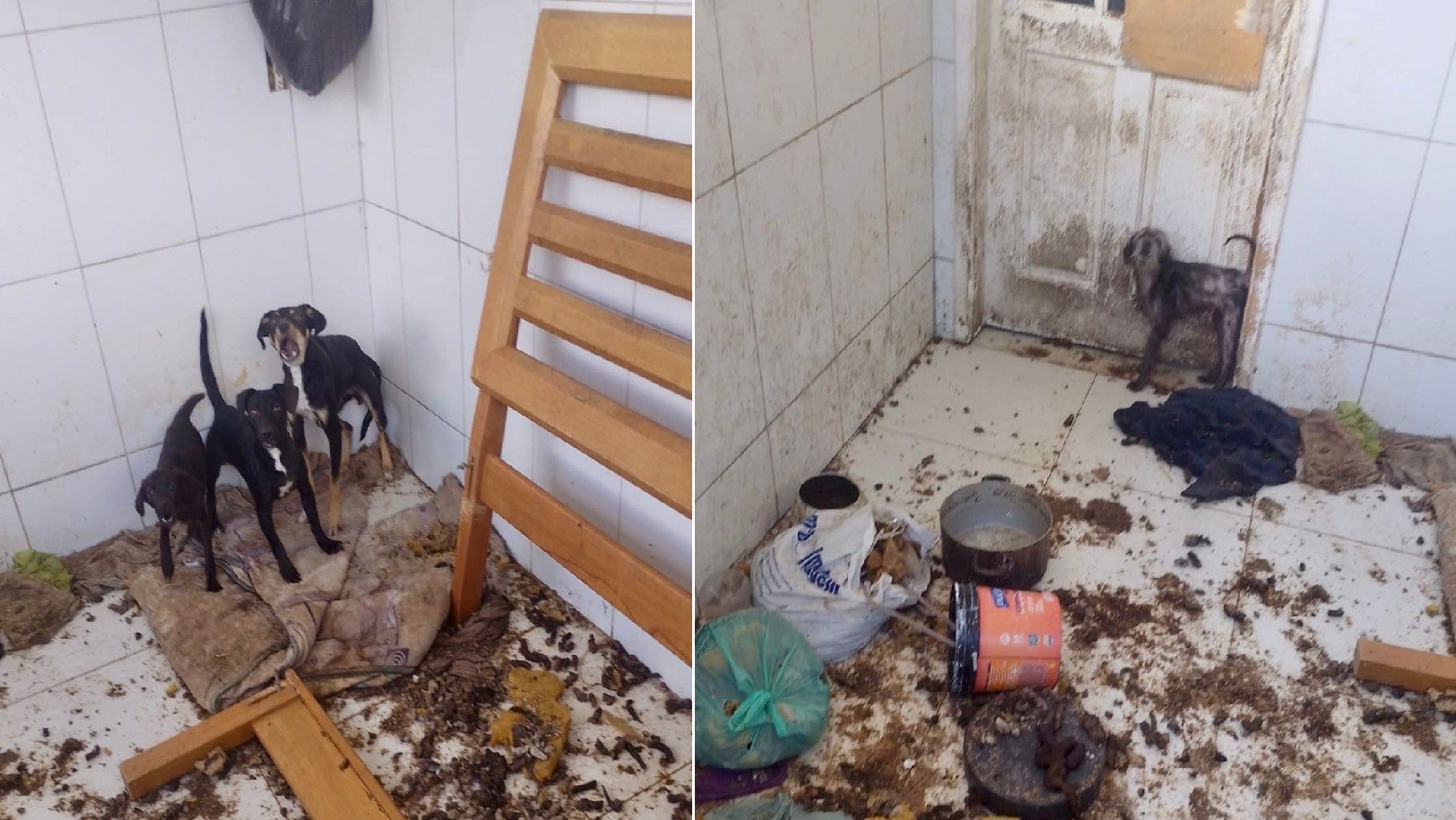 Homem é preso em flagrante por maus-tratos a animais em Petrópolis