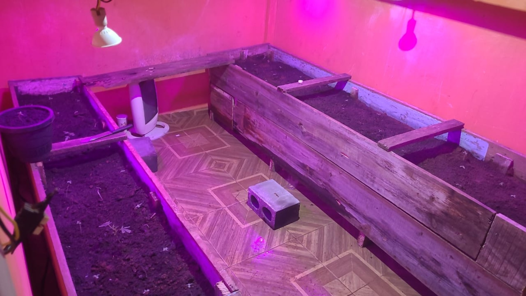 Trio tenta furtar gado e polícia encontra suspeitos em estufa com 70 mudas de maconha, em Ponta Grossa