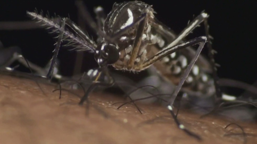 Mosquito Aedes Aegypti — Foto: Reprodução/TV Globo