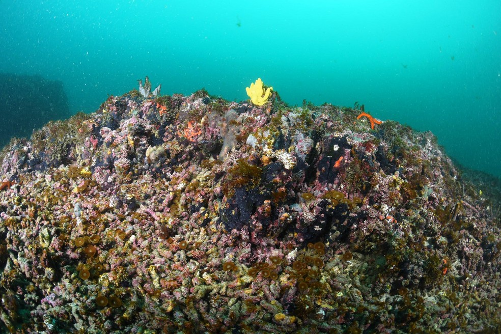 Arrecife de corais inédito é localizado no entorno da Ilha da Queimada Grande, SP — Foto: Rodrigo Melo/Divulgação