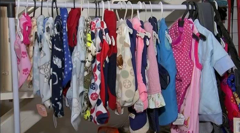 Vendas de roupas e acessórios para animais crescem com a chegada do inverno 