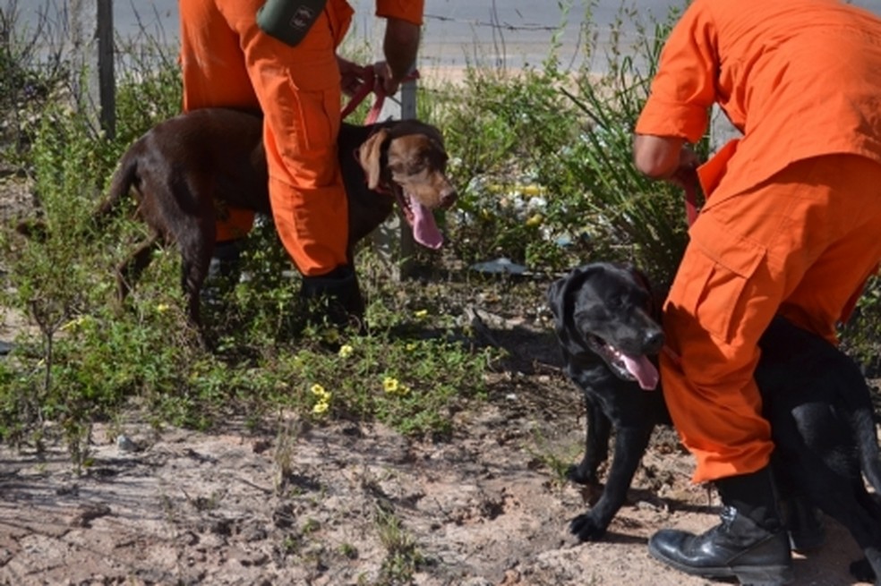 Buscas estão sendo feitas com a ajuda de cães farejadores — Foto: CBMAL