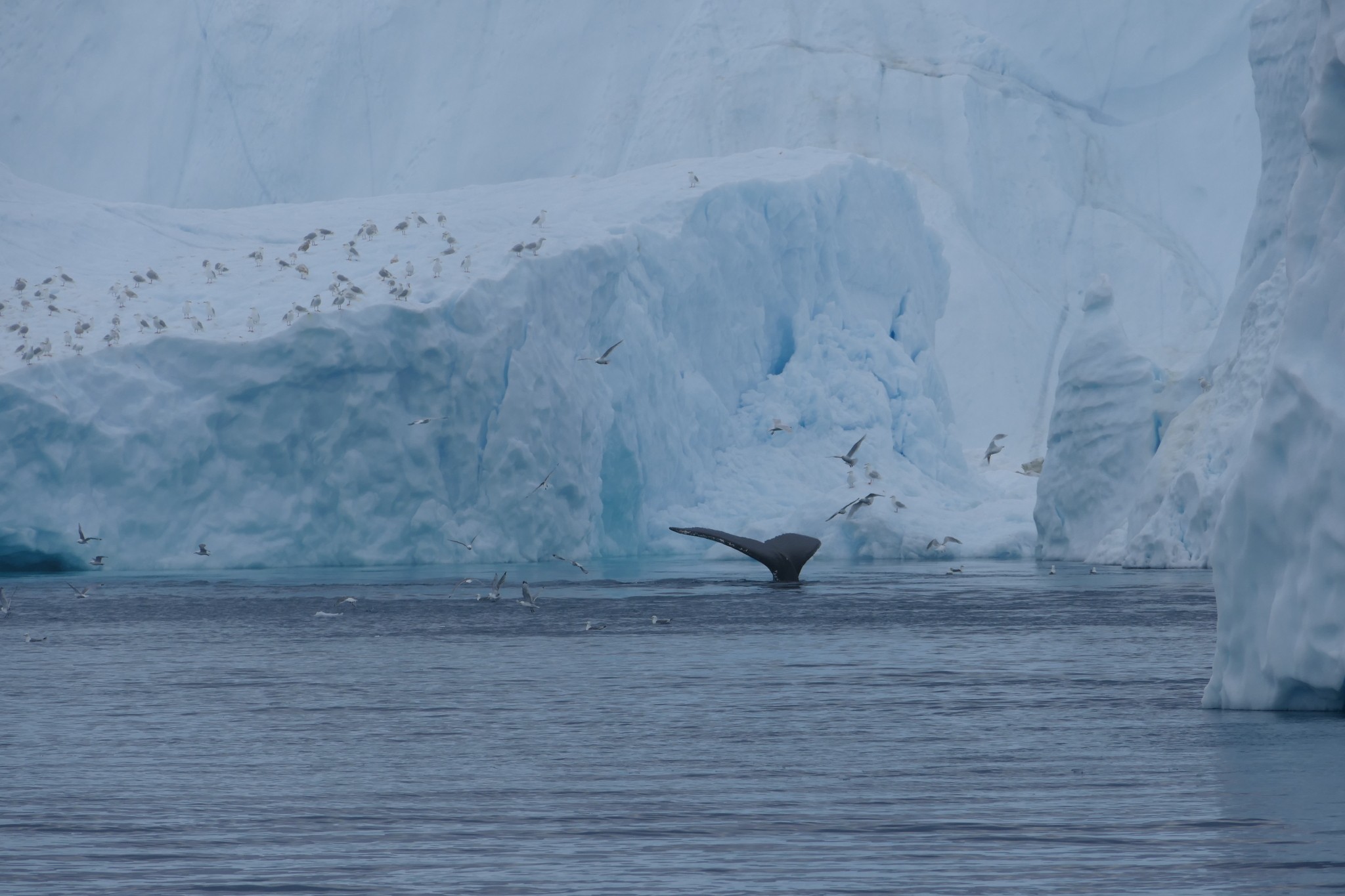 Vikings tinham razão? Veja o lado verde (e oculto) da Groenlândia que surpreende turistas e expõe riscos