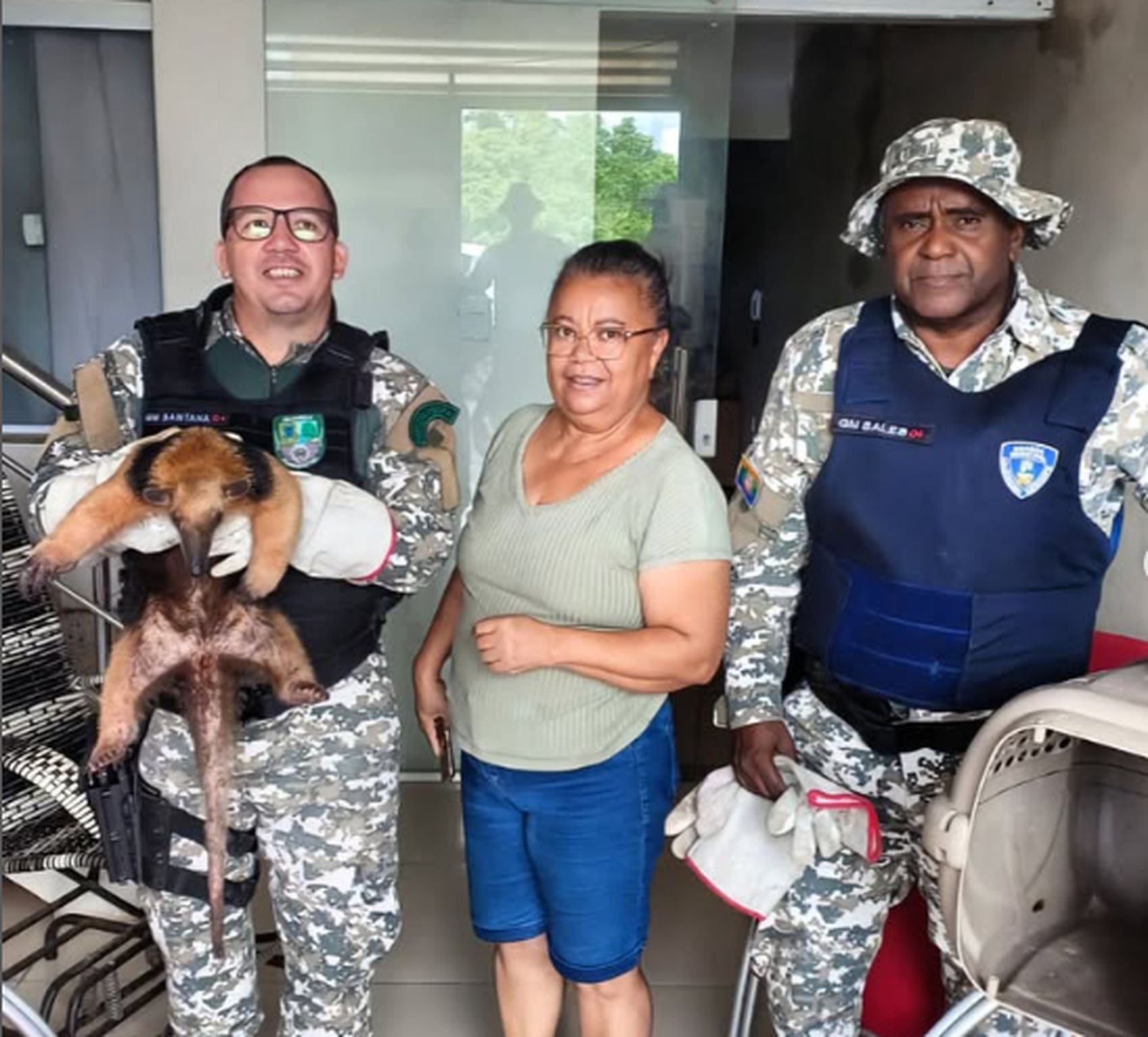 Tamanduá é resgatado em residência de Nossa Senhora do Socorro