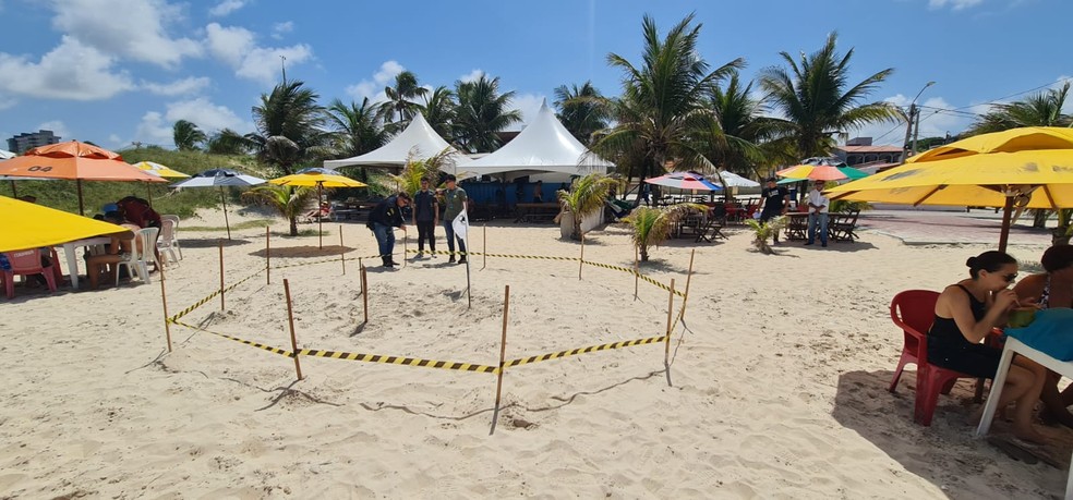 Ninho de tartaruga é encontrado na praia de Pirangi do Norte, no litoral Sul do RN — Foto: Ney Douglas