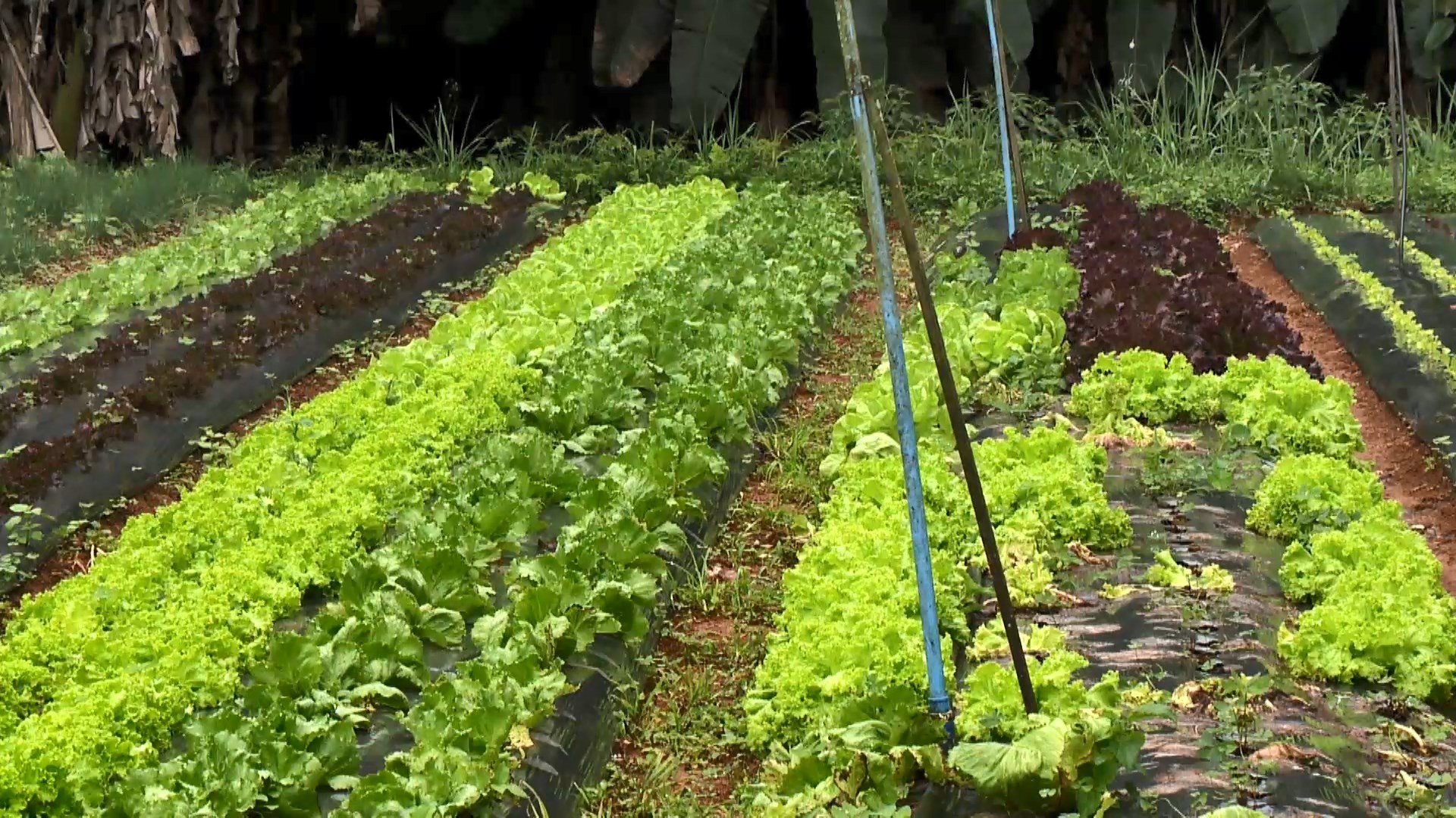 Livres de agrotóxicos: Produtores do ES investem em cultivo orgânico para aumentar a renda e melhorar a saúde