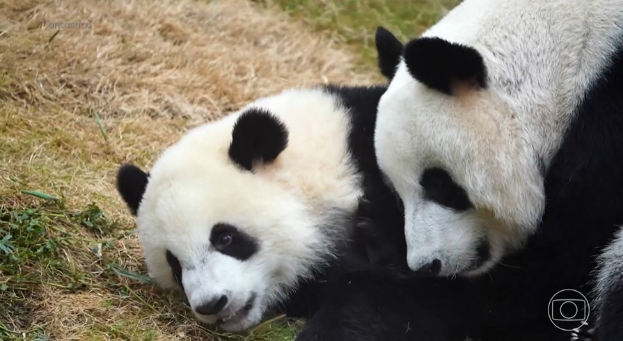 Pandas conquistam Hong Kong e viram símbolo de estratégia diplomática da China