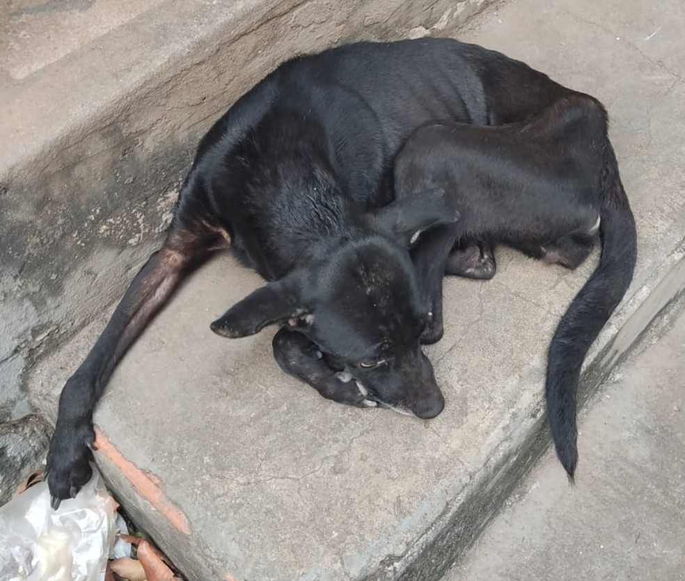 Cachorros com sinais de maus-tratos são encontrados e dono é recebe multa de R$ 12 mil — Foto: Polícia Ambiental