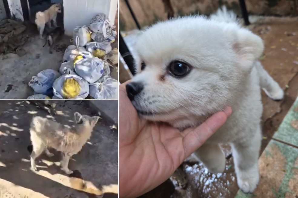 Em um caso emblemático de maus-tratos em Pirapozinho (SP), dos oito cães resgatados apenas um sobreviveu e acabou sendo adotado pelo próprio agente policial que participou da ocorrência. À esquerda, imagens do dia do resgate; à direita, o animal atualmente — Foto: Andrews Markus/Arquivo pessoal