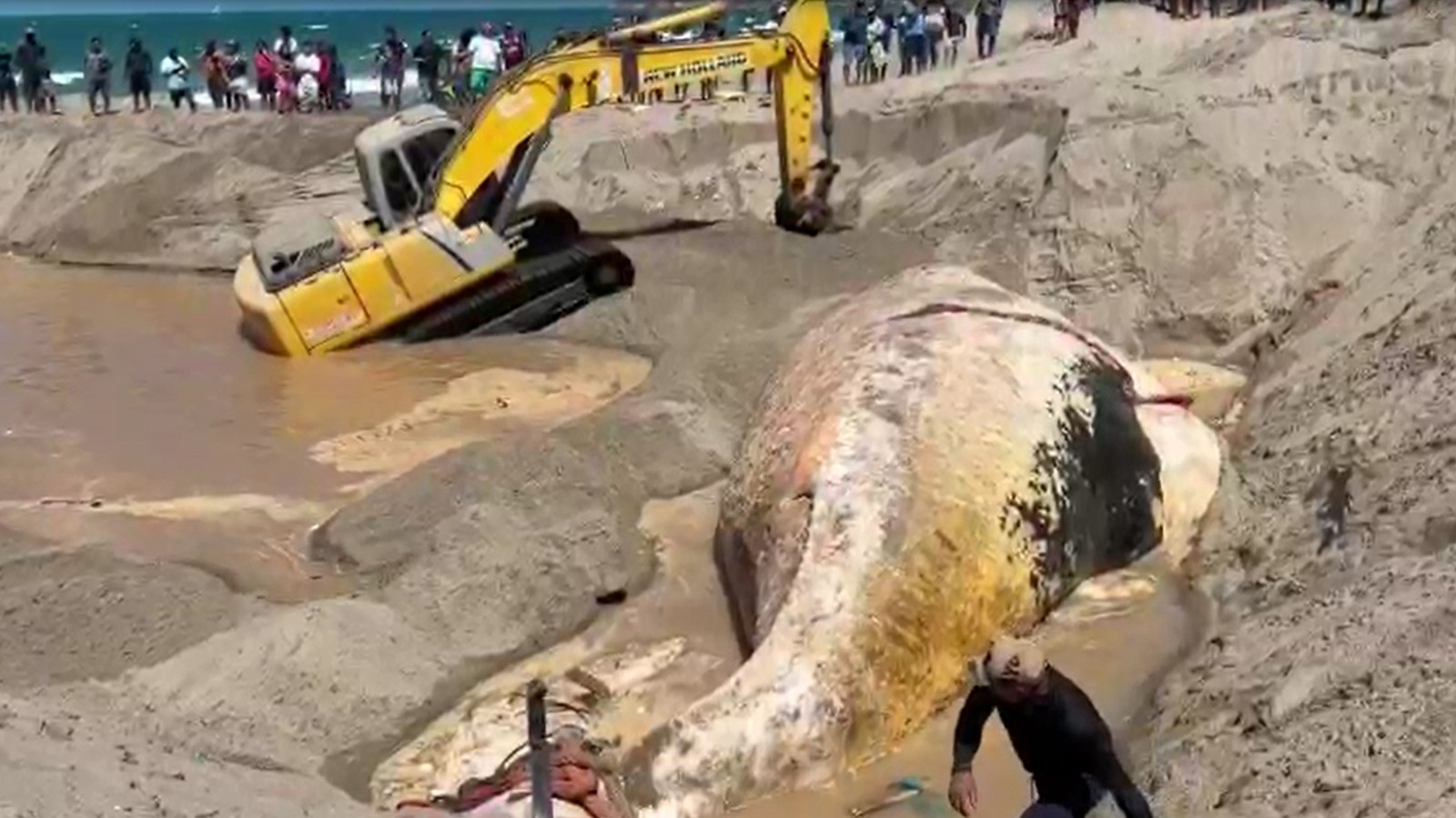 Carcaça de baleia de 13 metros é enterrada em praia do Ceará após encalhe; vídeo