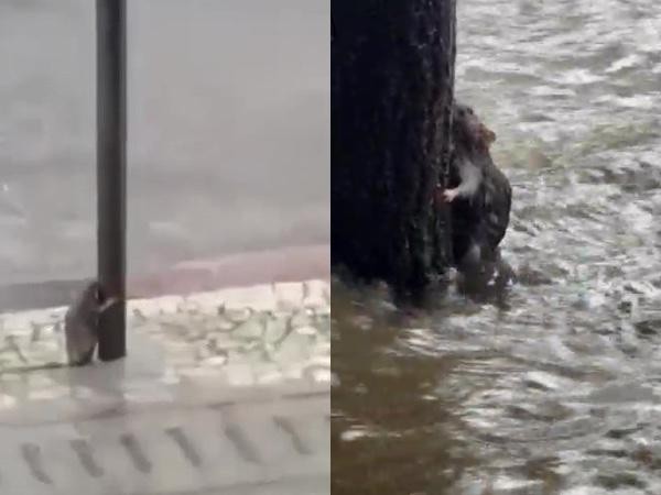 Ratos 'lutando pela vida' em enxurradas já chamaram a atenção outras vezes em Juiz de Fora; entenda o comportamento