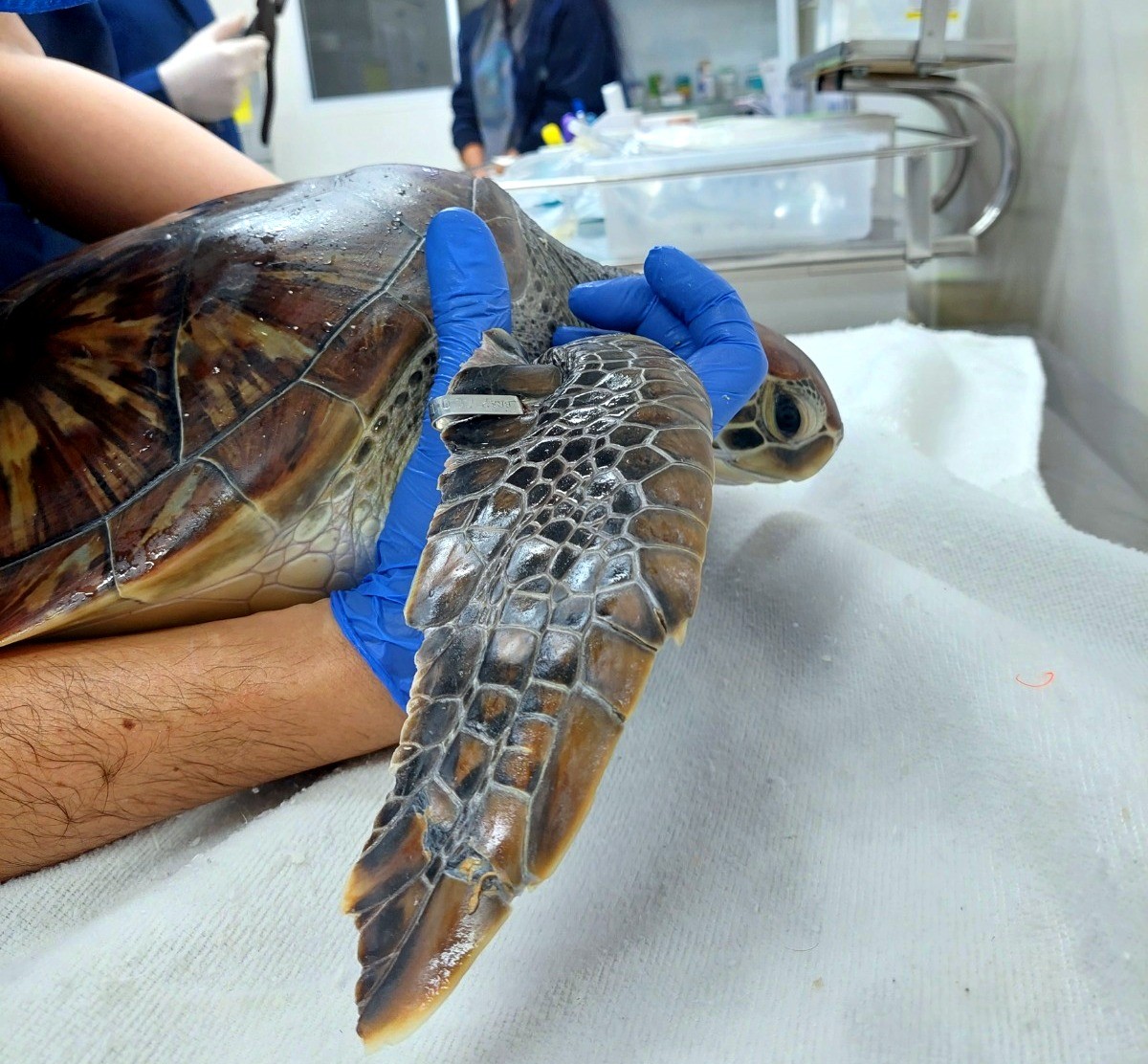 Tartaruga resgatada de rede de pesca volta ao mar após dois meses de ...