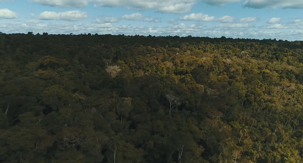 Justiça Federal proíbe ocupações de indígenas no Parque Nacional do Iguaçu após pedido do ICMBio — Foto: Reprodução RPC