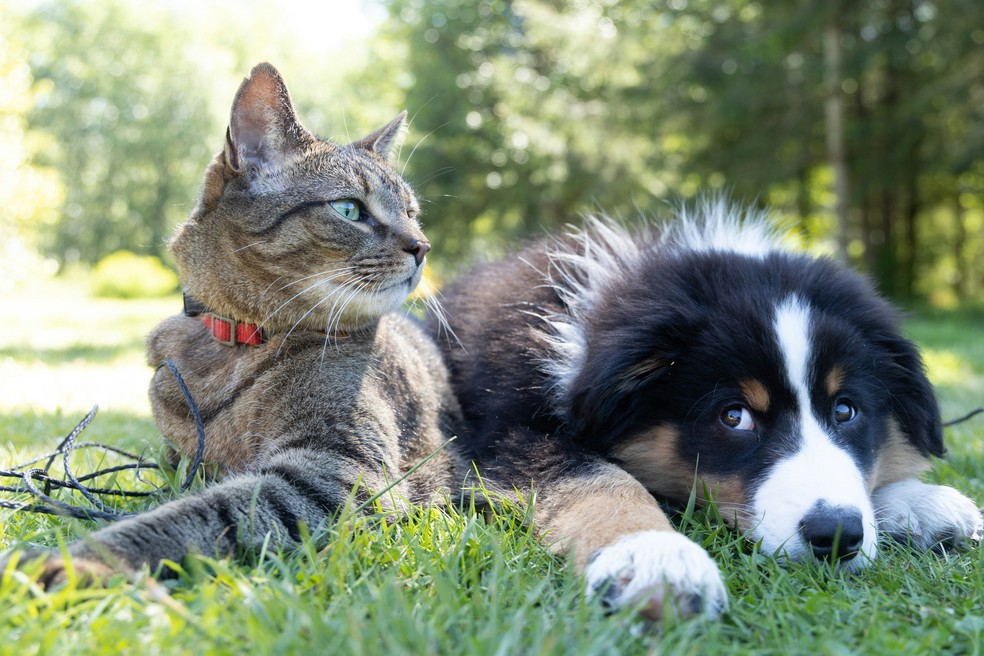 1 de 1
Gato e cachorro &mdash; Foto: Andrew S/Unsplash