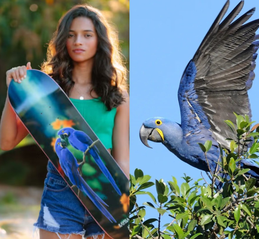 Rayssa Leal: skate personalizado para Paris leva arara-azul, ave típica do Pantanal; veja curiosidades