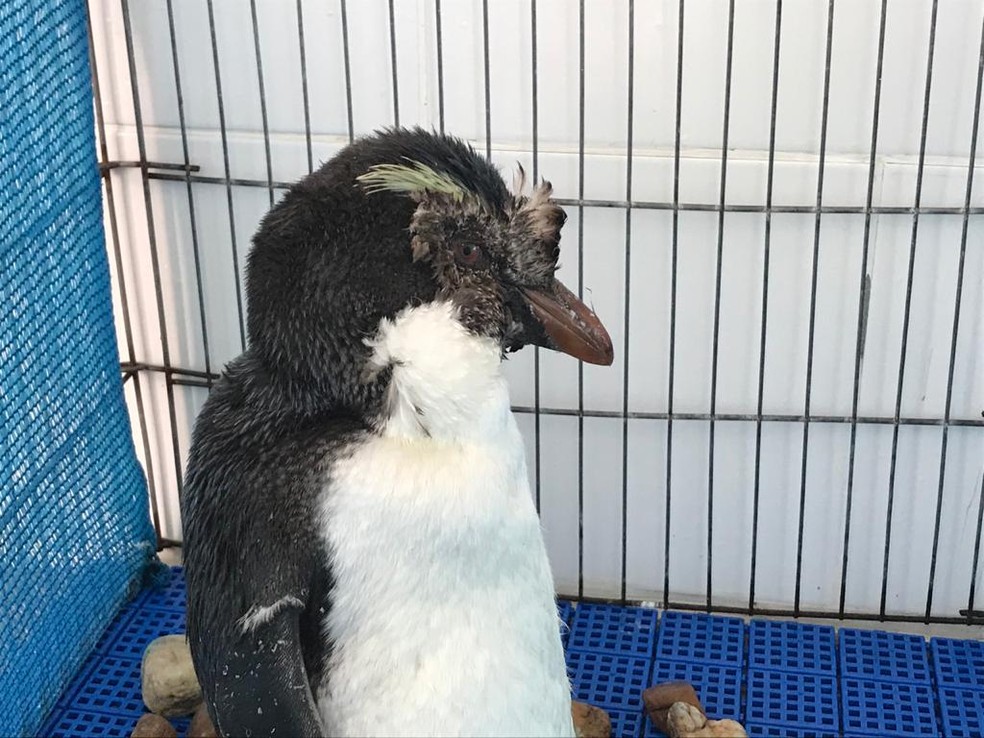 Batalha de Pinguins em COQUINHOS