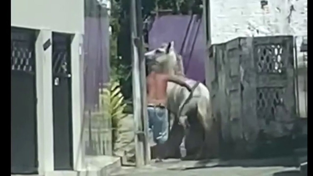 Homem que postou vídeo matando cavalo é morto a golpes de faca; Imagens  fortes - Portal do Litoral PB