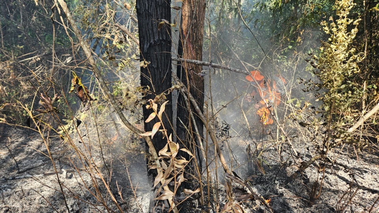 Incêndio em área de plantio de eucalipto mobiliza o Corpo de Bombeiros em Formiga