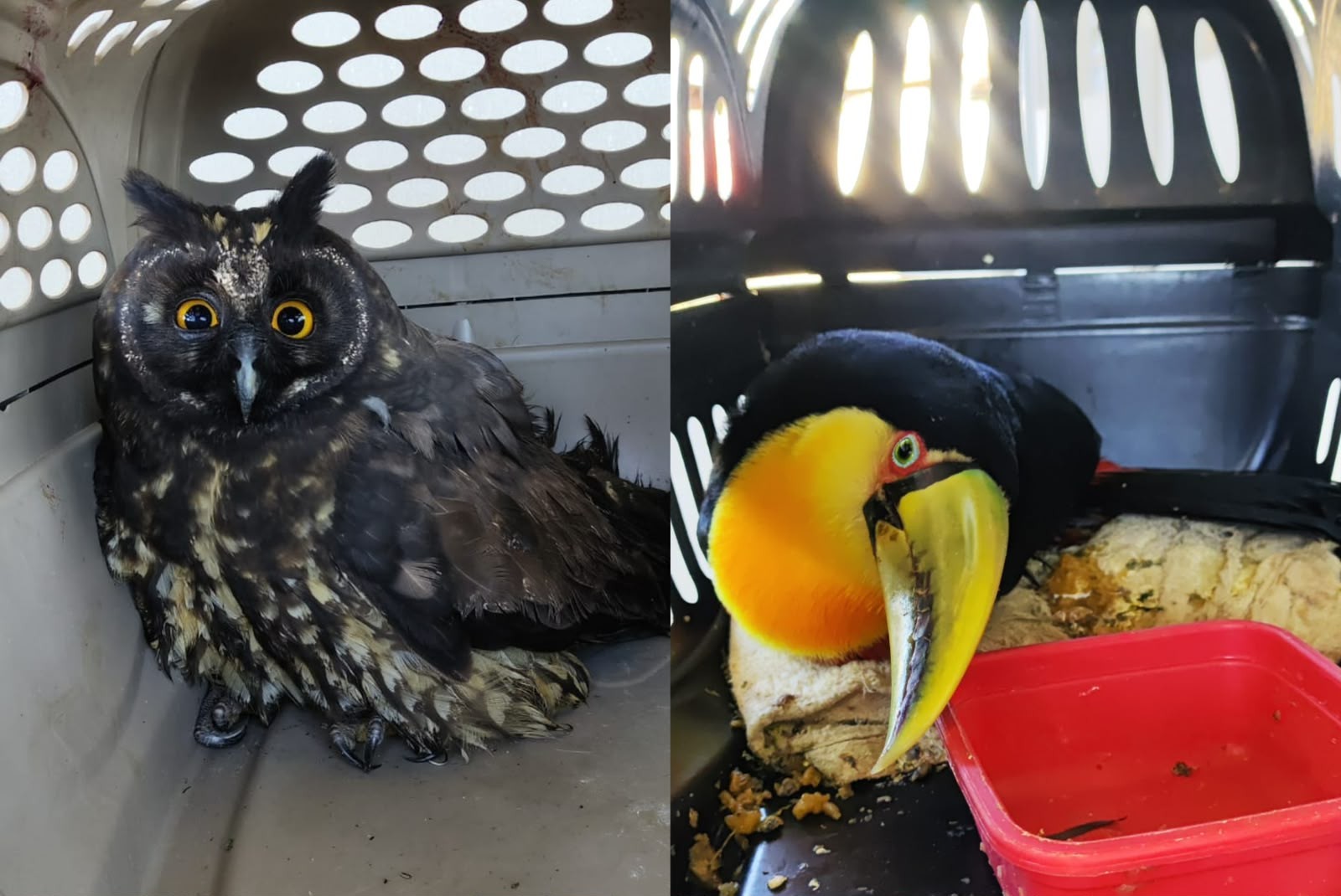 Coruja mocho-diabo e tucano-de-bico-verde são resgatados em Tapiraí