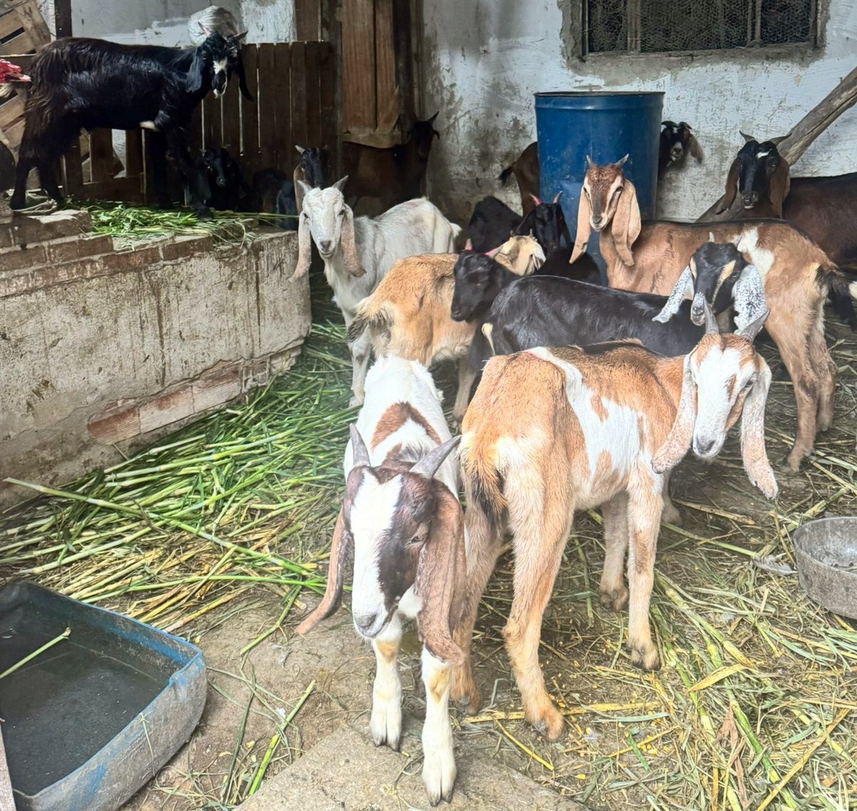 Fiscalização encontra diversos animais em situação de maus-tratos e criação irregular em Volta Redonda