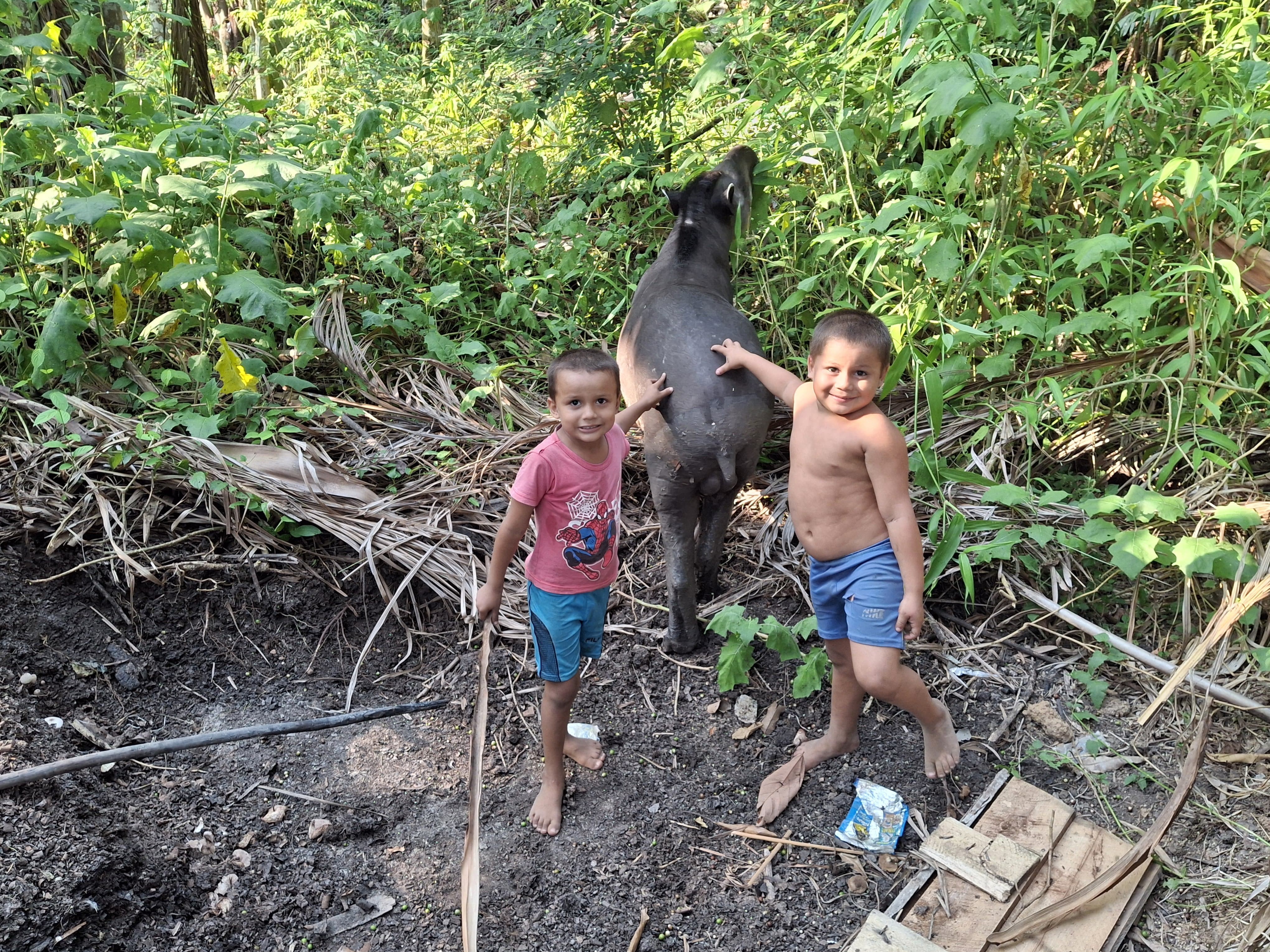 Mulher que criou anta durante 3 anos no AP chora ao devolver animal à natureza: 'É o meu bichinho'