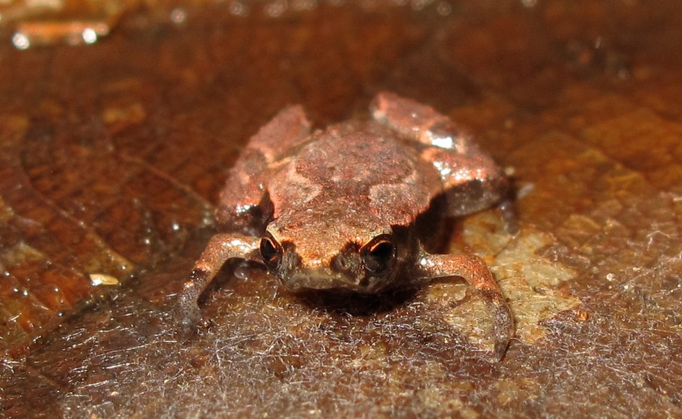 Espécie ocorre em áreas de floresta entre as cidades de Ubatuba (SP) e Paraty (RJ) — Foto: Luís Felipe Toledo