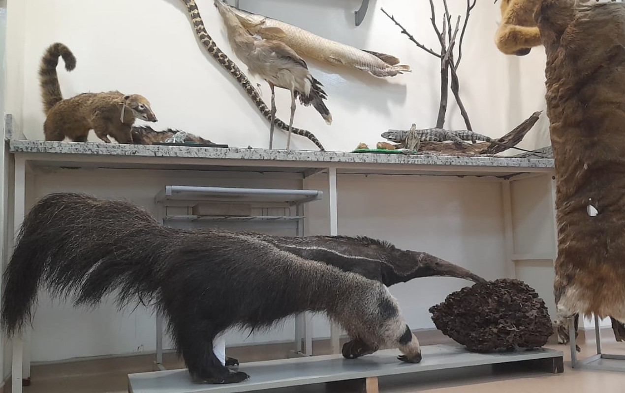 Universidade em Sorocaba usa museu de animais 'empalhados' para ensino e pesquisa; entenda técnica e legislação 