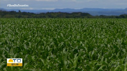 Estudo da Adapec analisou quase 600 propriedades produtoras de milho no Tocantins