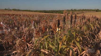 Confira as notícias do agro no Tocantins