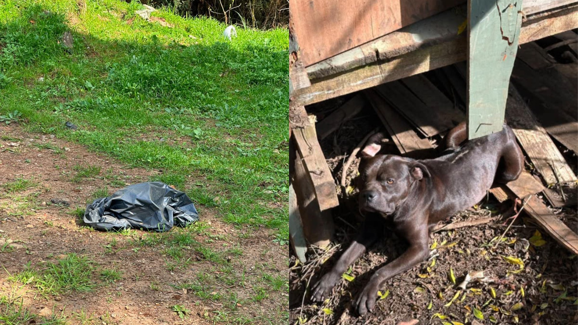 Mais de 20 cães são encontrados mortos em terreno após denúncia de abandono de animais em SC