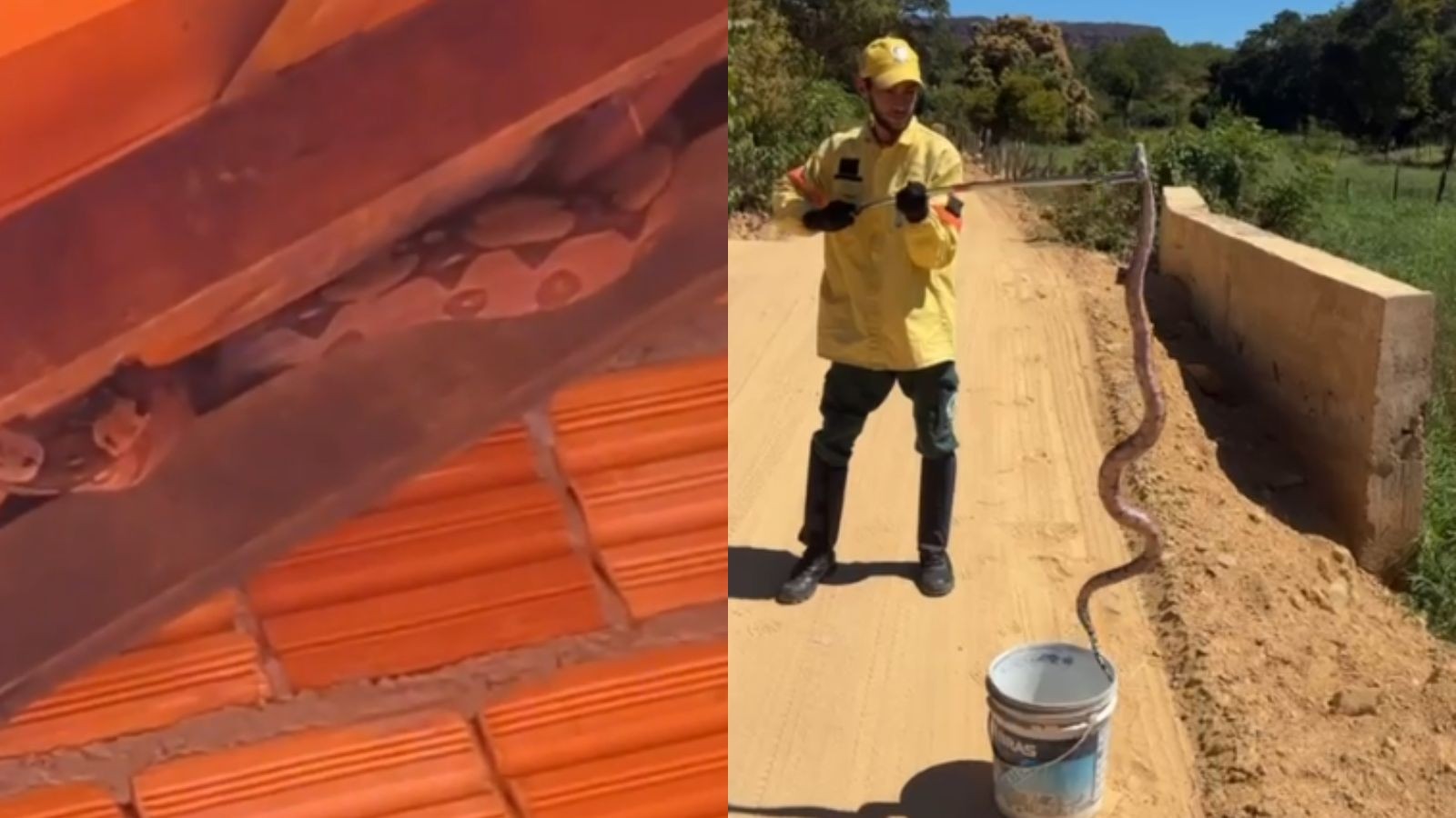 Jiboia de quase 2 metros é encontrada em teto de casa e resgatada no interior do PI