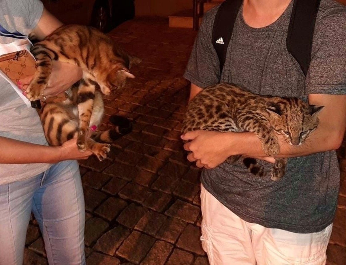 Gatinhos fazendo sexo