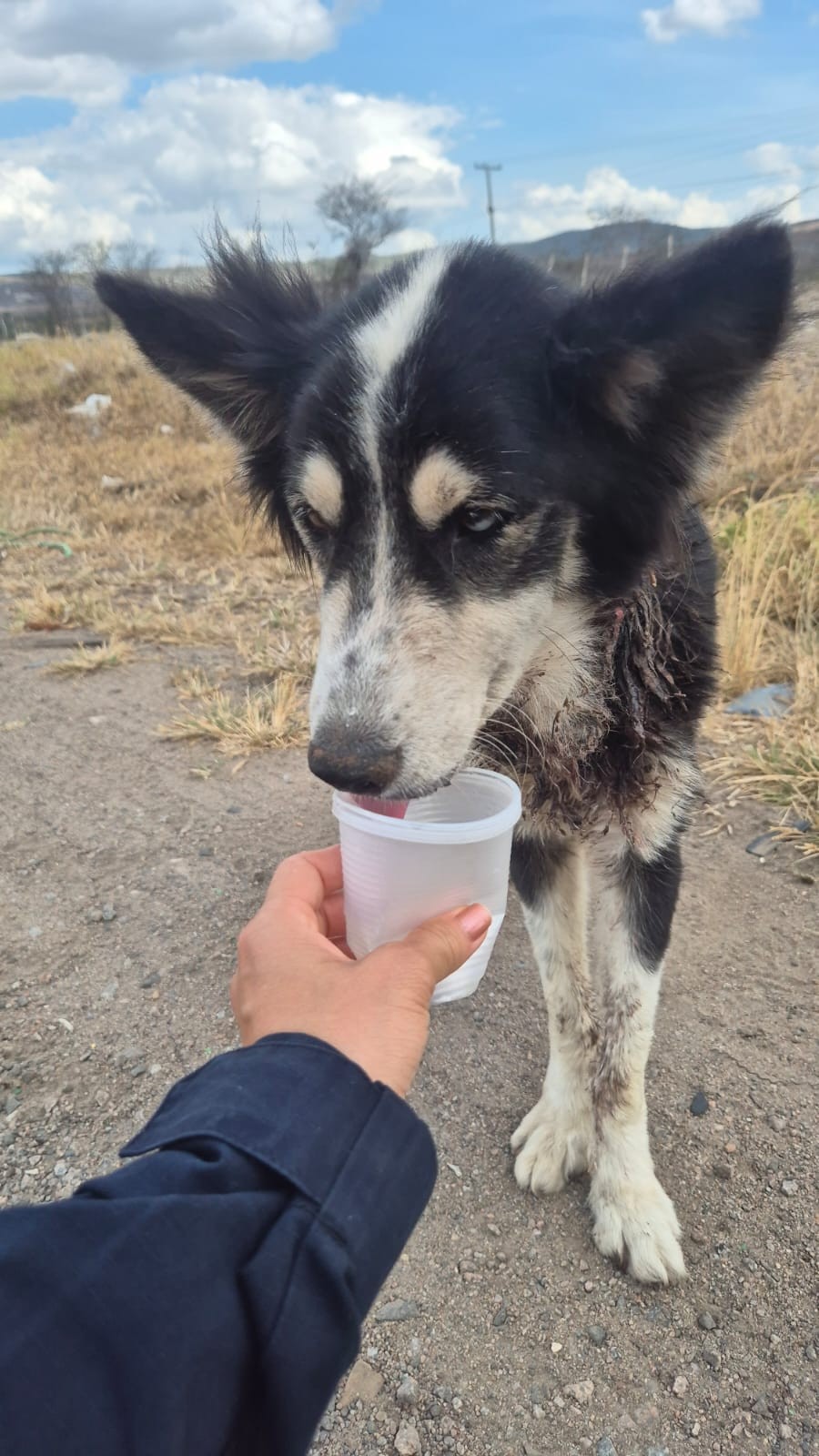 Cadela com sinais de maus-tratos é resgatada na BR-232, em Bezerros