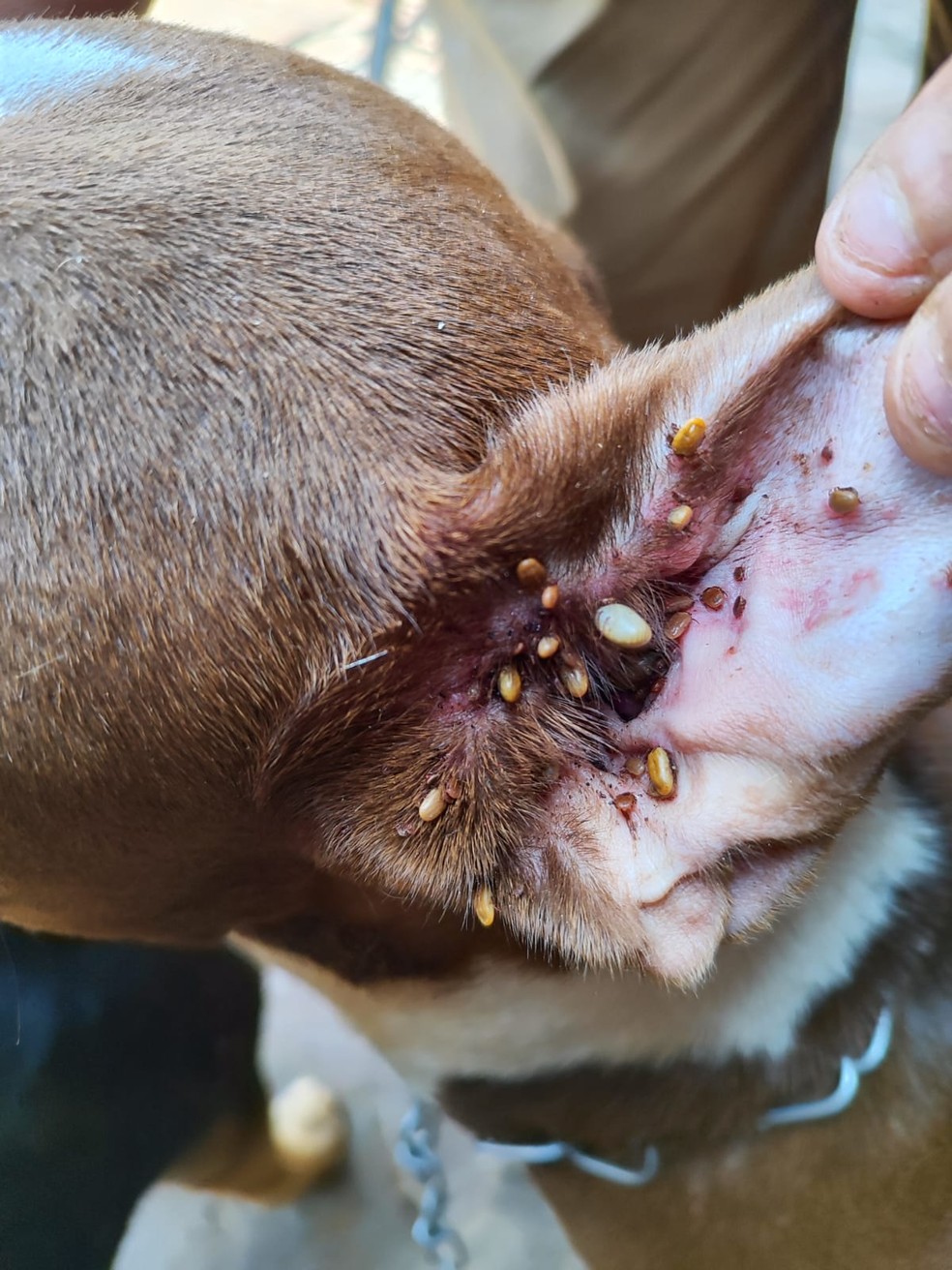 Na residência, os agentes encontraram três cães presos a correntes muito curtas — Foto: Polícia Ambiental