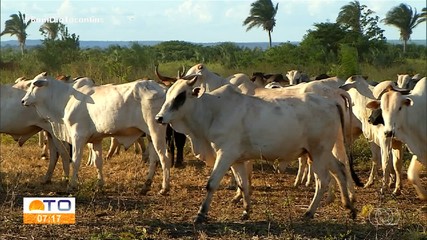 Preço da arroba do boi está em baixa no Tocantins