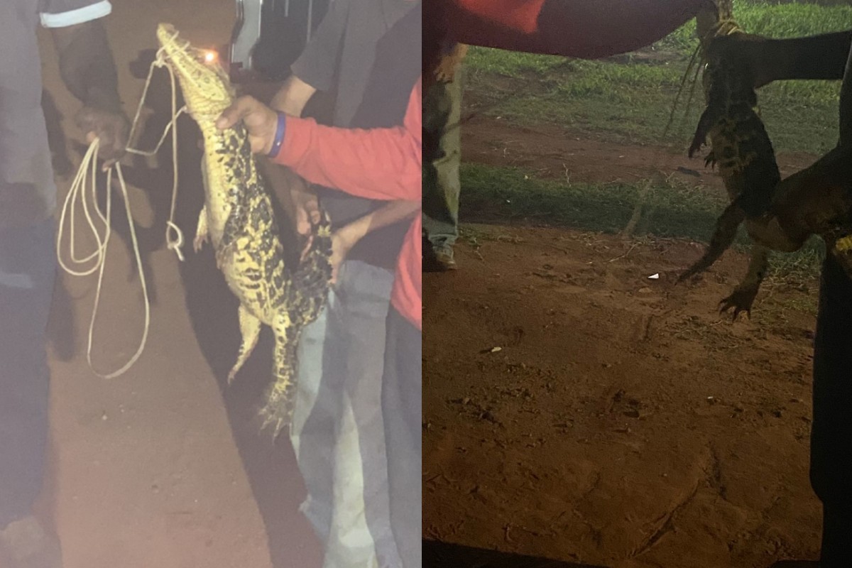 Casal encontra jacaré dormindo no quintal de residência em Camapuã