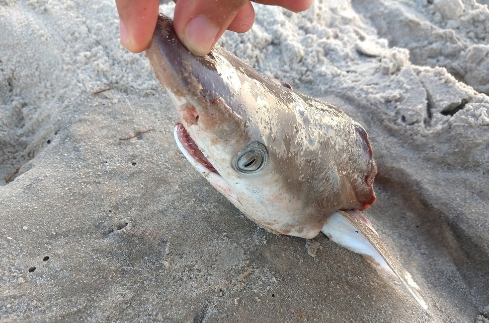 Pesquisadores encontraram resquícios de cocaína em tubarões no Rio de Janeiro — Foto: Levi Sá/Inaturalist