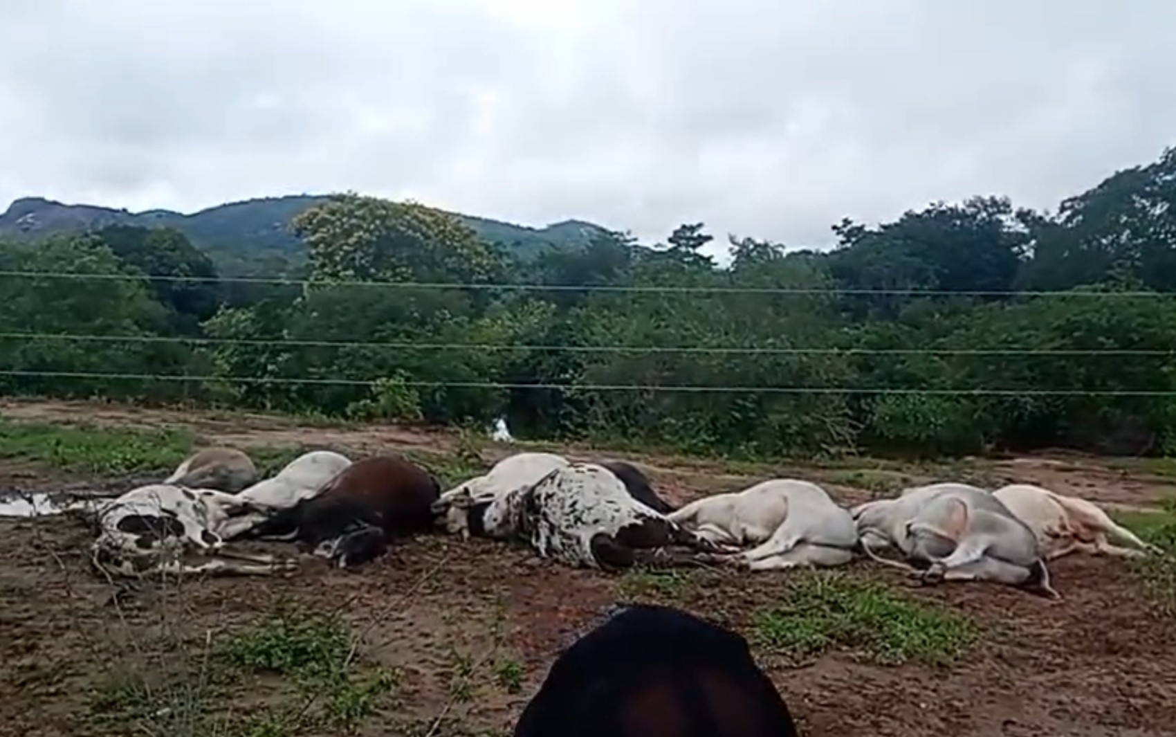 Mais de 10 bois morrem eletrocutados após encostarem em fiação no interior da Bahia