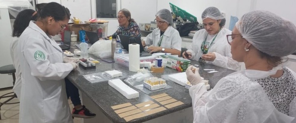 Aged inicia estudo soroepidemiológico para MA obter reconhecimento internacional de zona livre de aftosa sem vacinação — Foto: Divulgação/Aged-MA