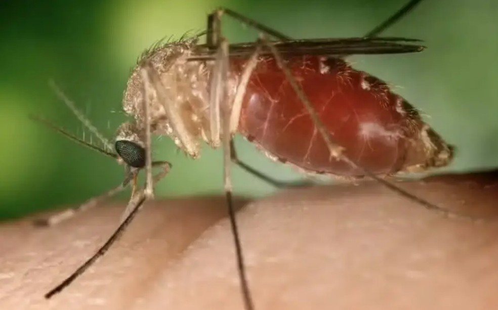 Febre Oropouche é causada pelo mosquito maruim (mosquito-pólvora ou borrachudo) — Foto: Reprodução/SES