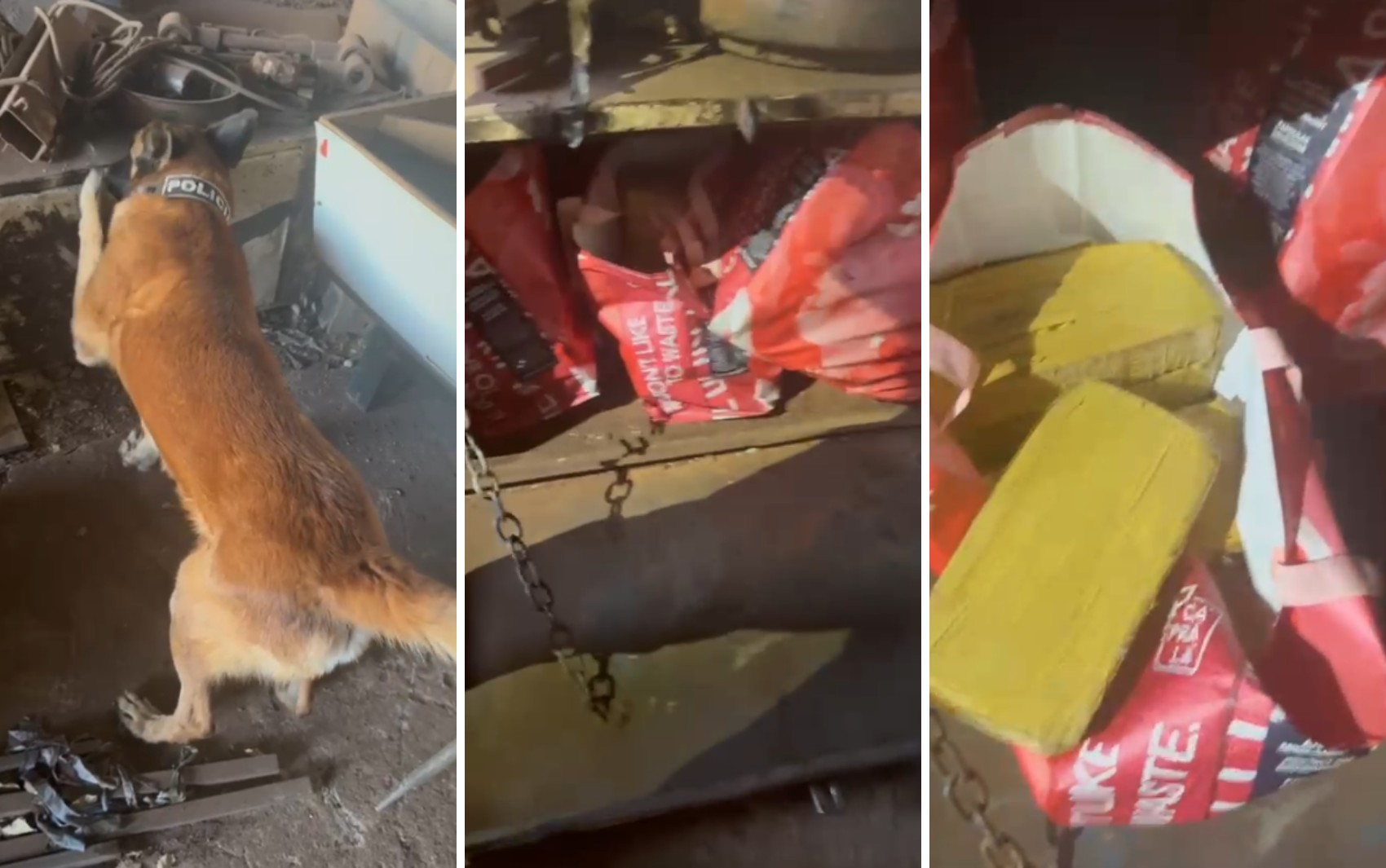 Cão farejador ajuda Polícia Civil a encontrar mais de 50 kg de drogas em Orlândia, SP