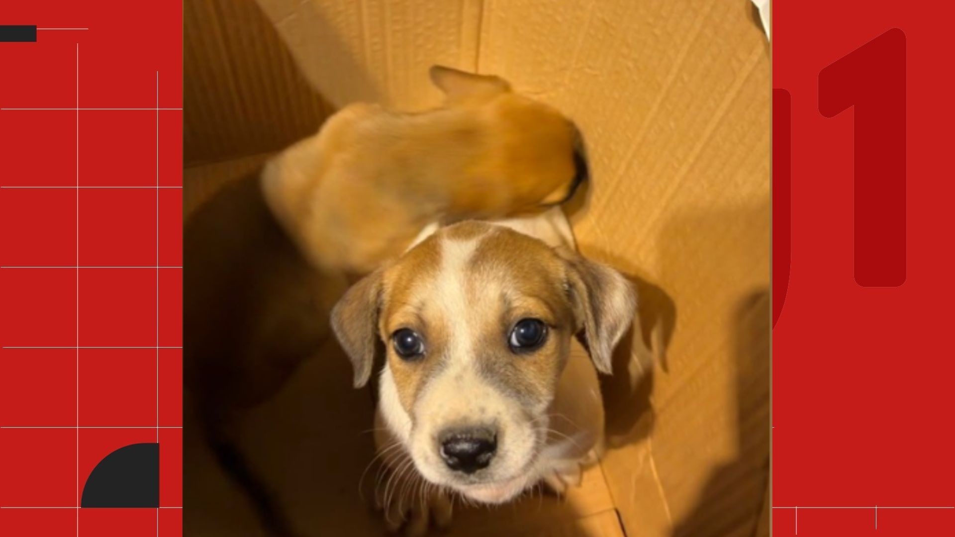 Filhotes de cachorros são abandonados durante feira de adoção na Serra