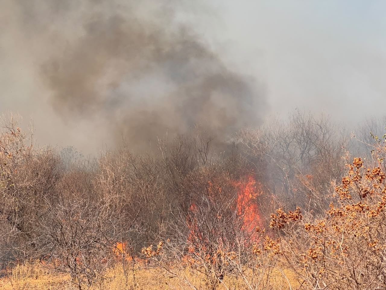 Piauí lidera em número de focos de incêndio com quase 280 registros em 24 horas, conforme o INPE