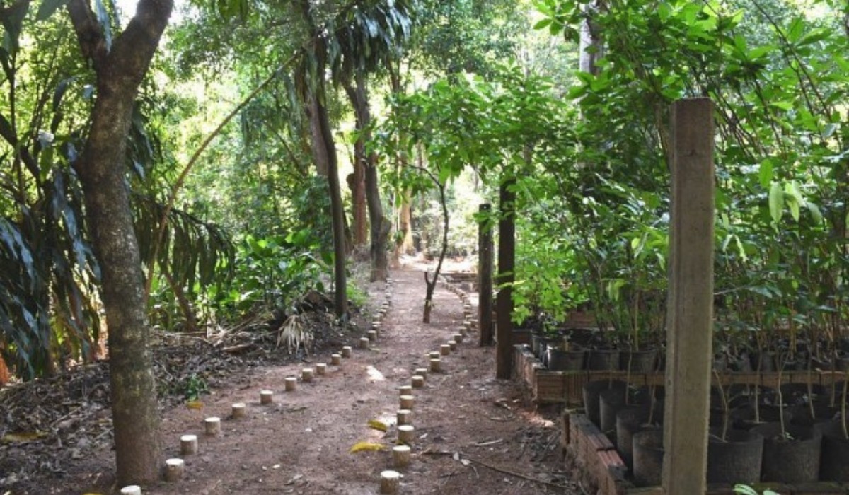 Horto Municipal doa mais de 1,6 mil mudas e amplia arborização urbana em Presidente Prudente em 2025