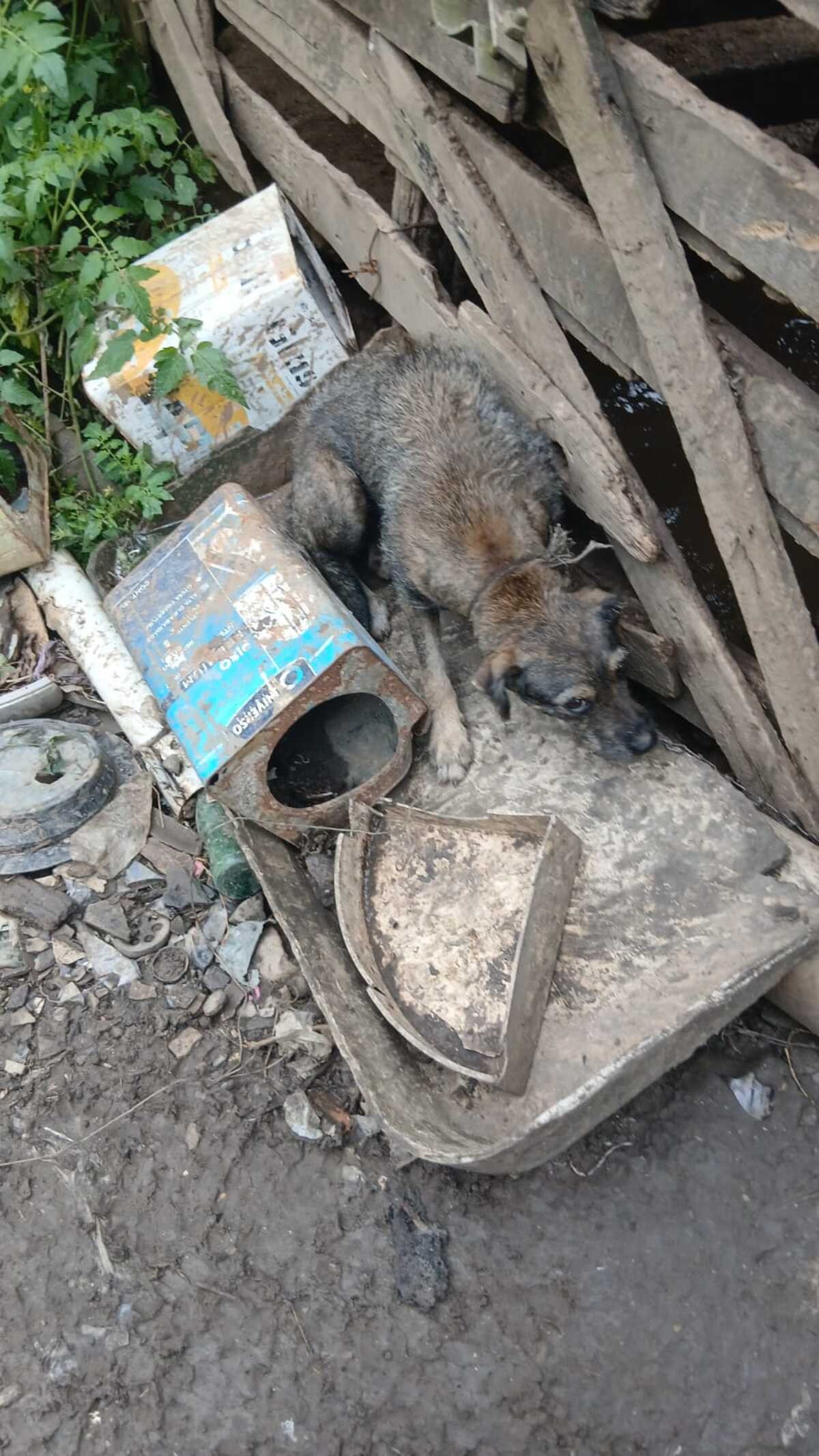 Nove animais em situação de maus-tratos são resgatados em Volta Redonda