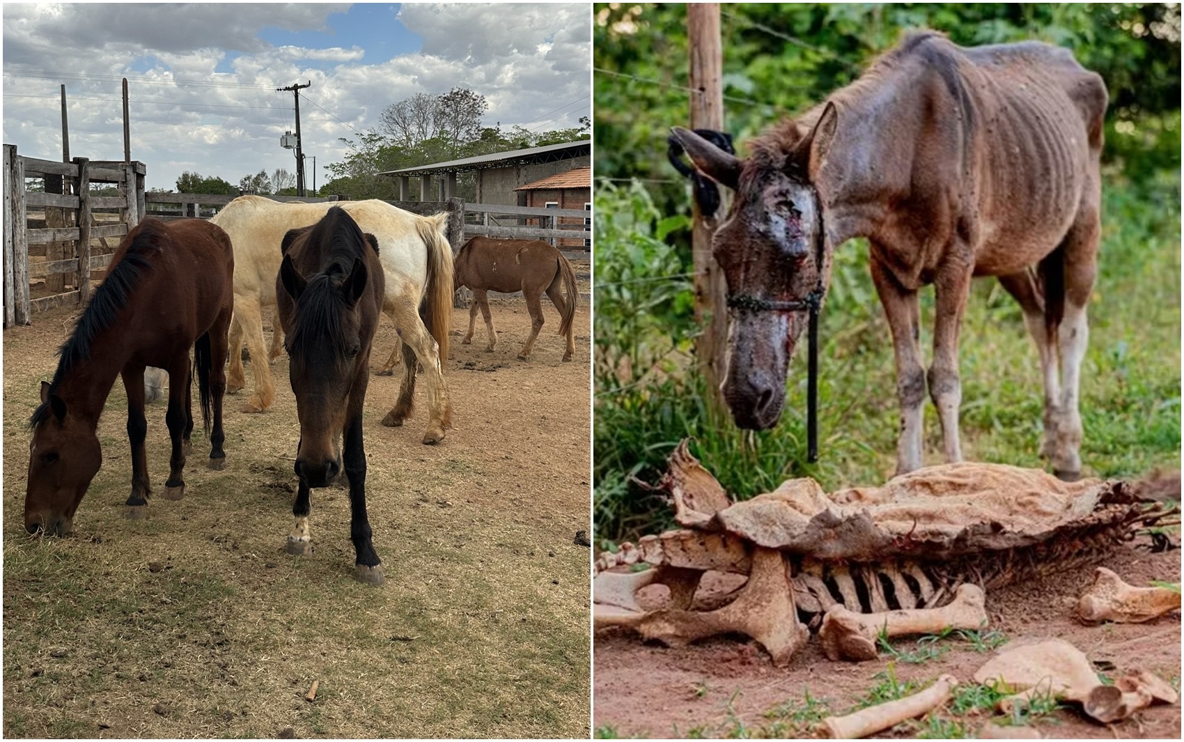 Zezé di Camargo recebe cavalos resgatados em situação de maus-tratos em fazenda de Goiás