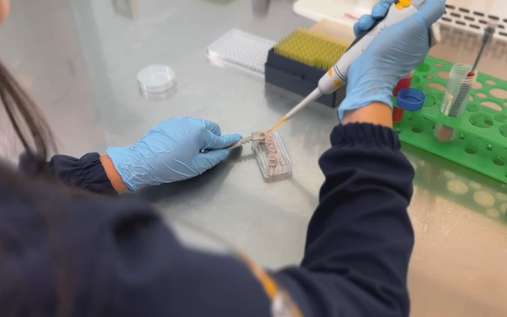 Câmara proíbe testes em animais na cosmética