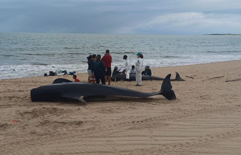 Baleias-piloto mortas em praia do Litoral Norte potiguar — Foto: PCCB/Uern