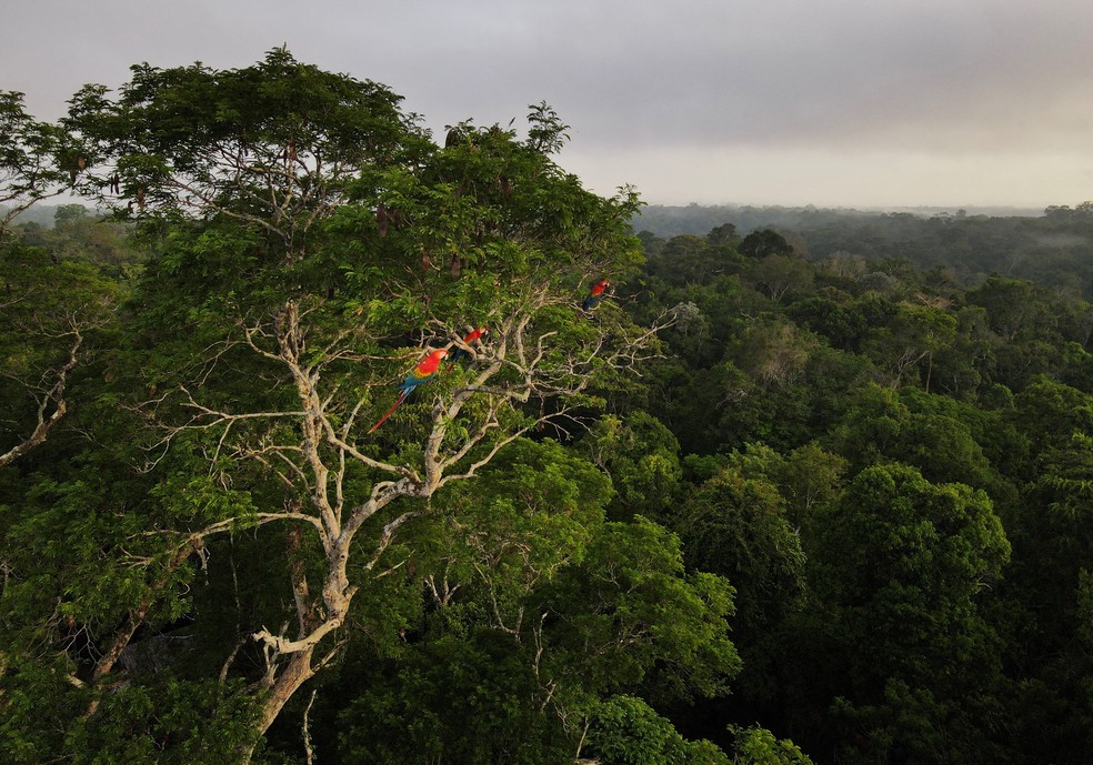 Araras pousam em uma árvore numa área de floresta amazônica em Manaus, em 26 de outubro de 2022 — Foto: REUTERS/Bruno Kelly/File Photo